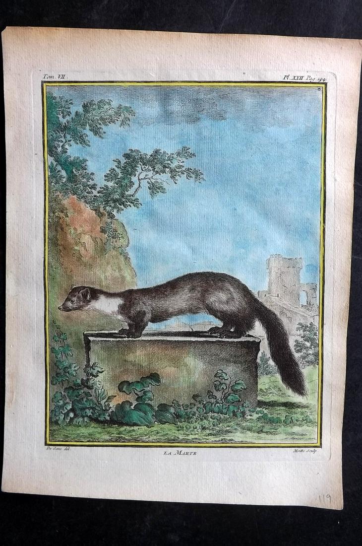 Buffon, Comte de C1760 Hand Col Print. Marten. 1st Ed.: Hand Colored Copper Plate Published 1749-89 by Imprimerie Royale, Paris for "Histoire naturelle, générale et particulière" First and 4to Edition by Georges-Louis Leclerc, Comte de Buffon. Paper Siz