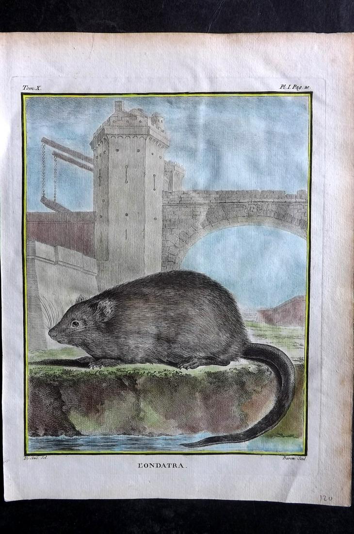 Buffon, Comte de C1760 Hand Col Print. Muskrat. 1st Ed. (1 of 2)