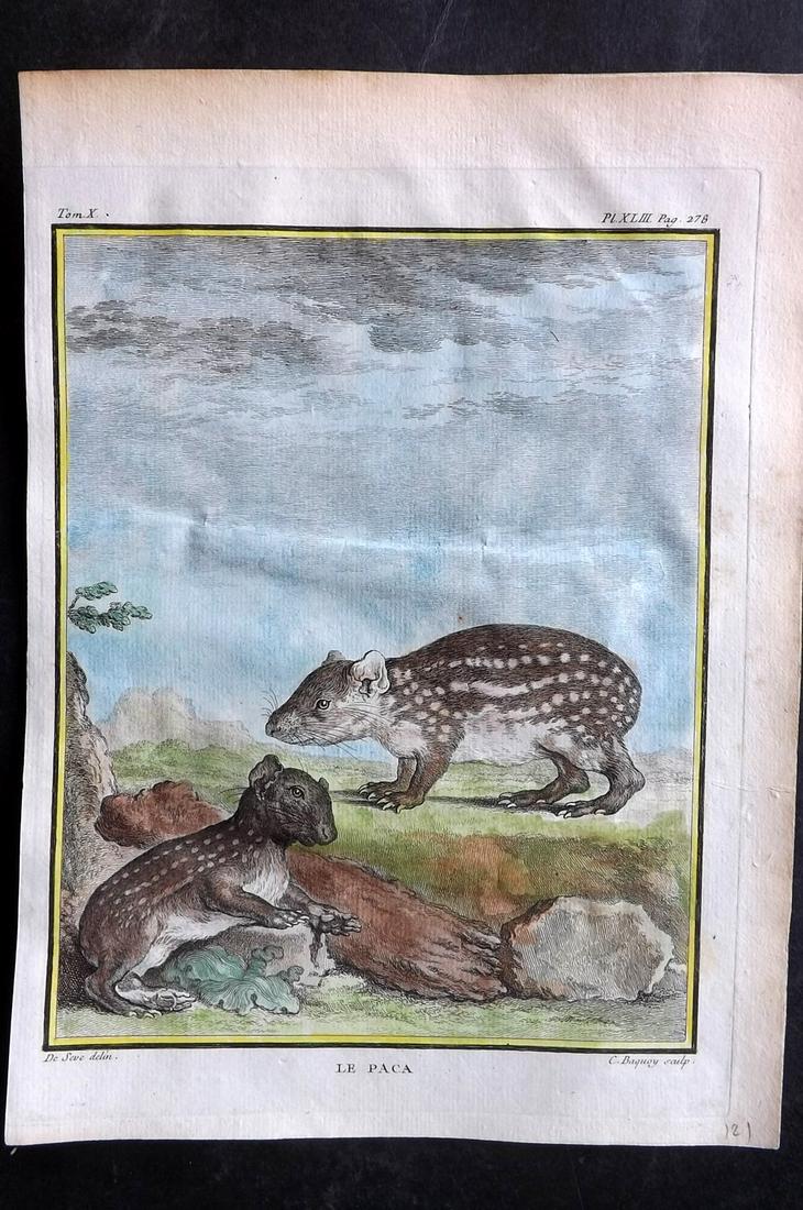 Buffon, Comte de C1760 Hand Col Print. Paca. 1st Ed.: Hand Colored Copper Plate Published 1749-89 by Imprimerie Royale, Paris for "Histoire naturelle, générale et particulière" First and 4to Edition by Georges-Louis Leclerc, Comte de Buffon. Paper Siz