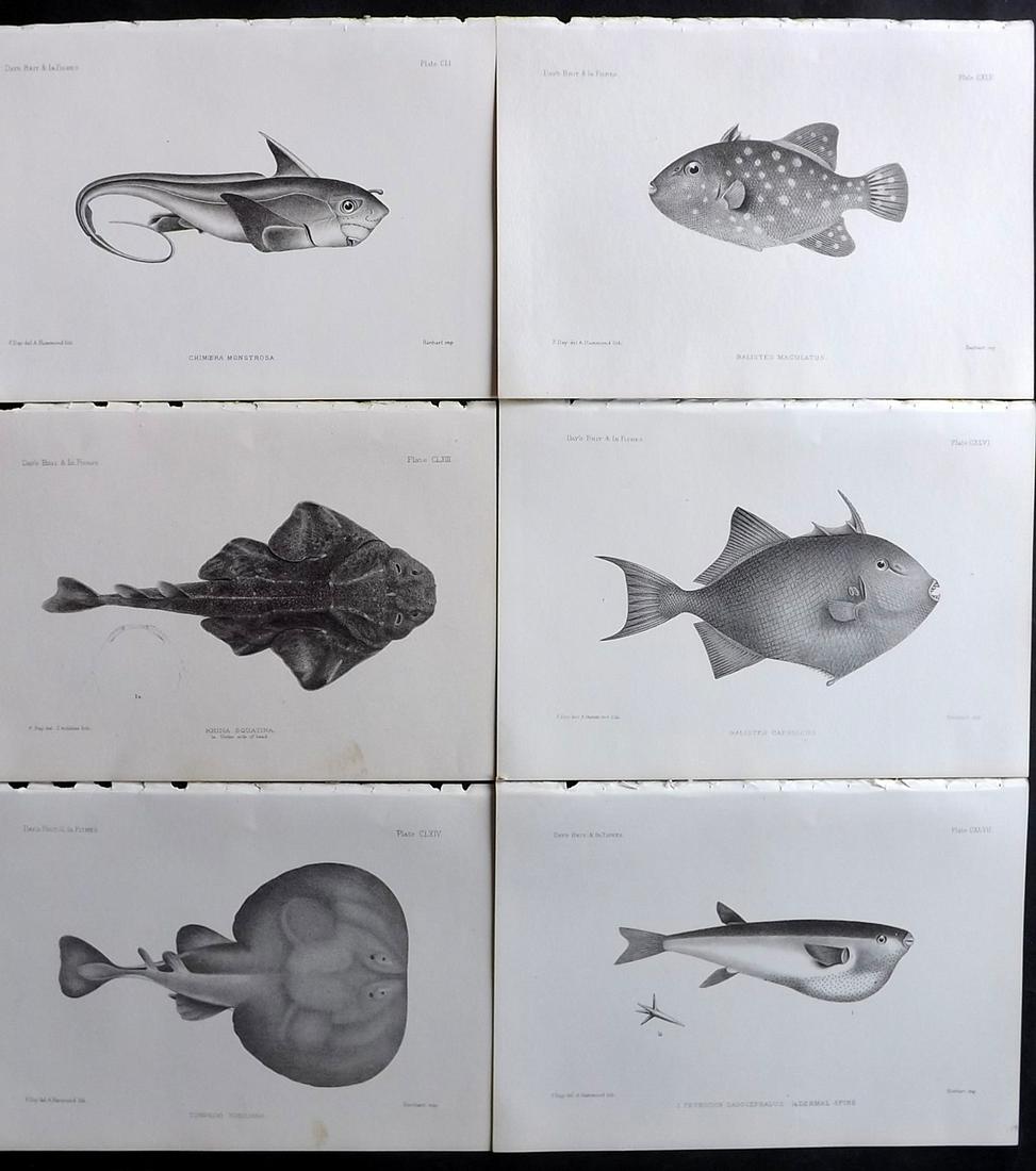 Day, Francis 1884 Lot of 6 Antique Fish Prints: Lithographs Published 1880-84, London for "The Fishes of Great Britain and Ireland" by Francis Day. Paper Size: 10 x 7 inch (26 x 18cm) Good Condition
