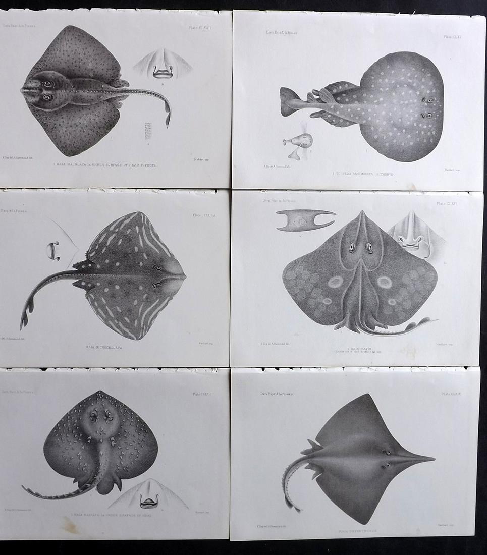 Day, Francis 1884 Lot of 6 Antique Fish Prints: Lithographs Published 1880-84, London for "The Fishes of Great Britain and Ireland" by Francis Day. Paper Size: 10 x 7 inch (26 x 18cm) Good Condition