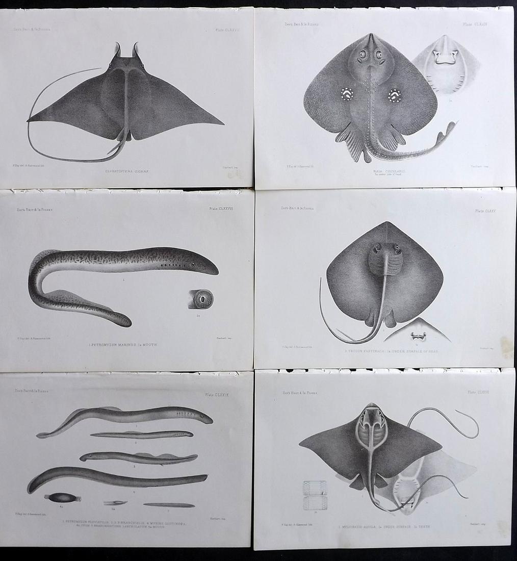 Day, Francis 1884 Lot of 6 Antique Fish Prints: Lithographs Published 1880-84, London for "The Fishes of Great Britain and Ireland" by Francis Day. Paper Size: 10 x 7 inch (26 x 18cm) Good Condition
