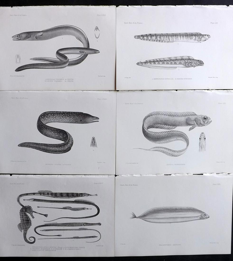 Day, Francis 1884 Lot of 6 Antique Fish Prints: Lithographs Published 1880-84, London for "The Fishes of Great Britain and Ireland" by Francis Day. Paper Size: 10 x 7 inch (26 x 18cm) Good Condition
