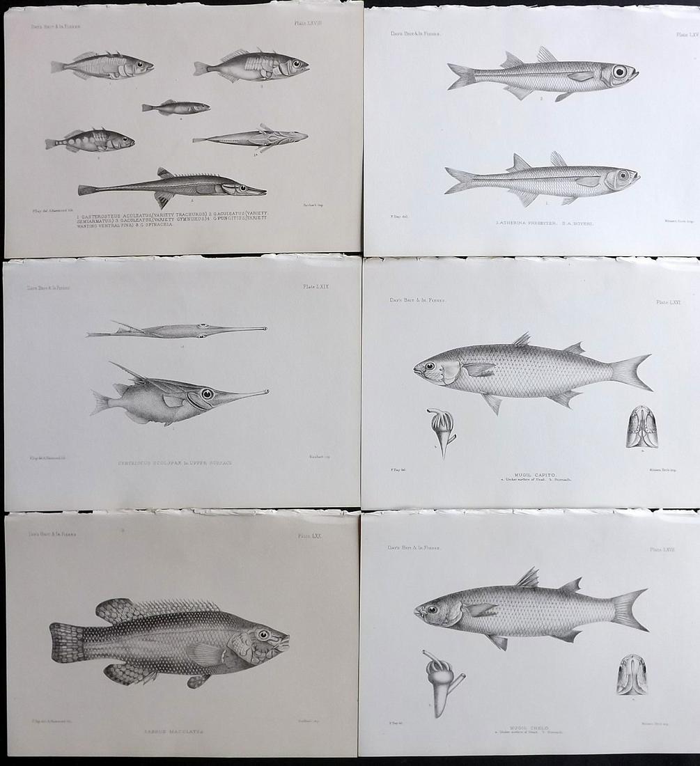 Day, Francis 1884 Lot of 6 Antique Fish Prints: Lithographs Published 1880-84, London for "The Fishes of Great Britain and Ireland" by Francis Day. Paper Size: 10 x 7 inch (26 x 18cm) Good Condition