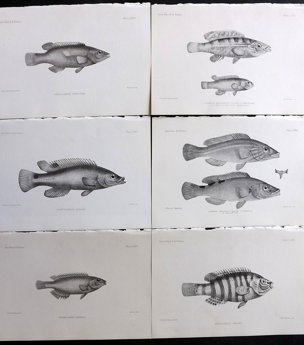 Day, Francis 1884 Lot of 6 Antique Fish Prints: Lithographs Published 1880-84, London for "The Fishes of Great Britain and Ireland" by Francis Day. Paper Size: 10 x 7 inch (26 x 18cm) Good Condition