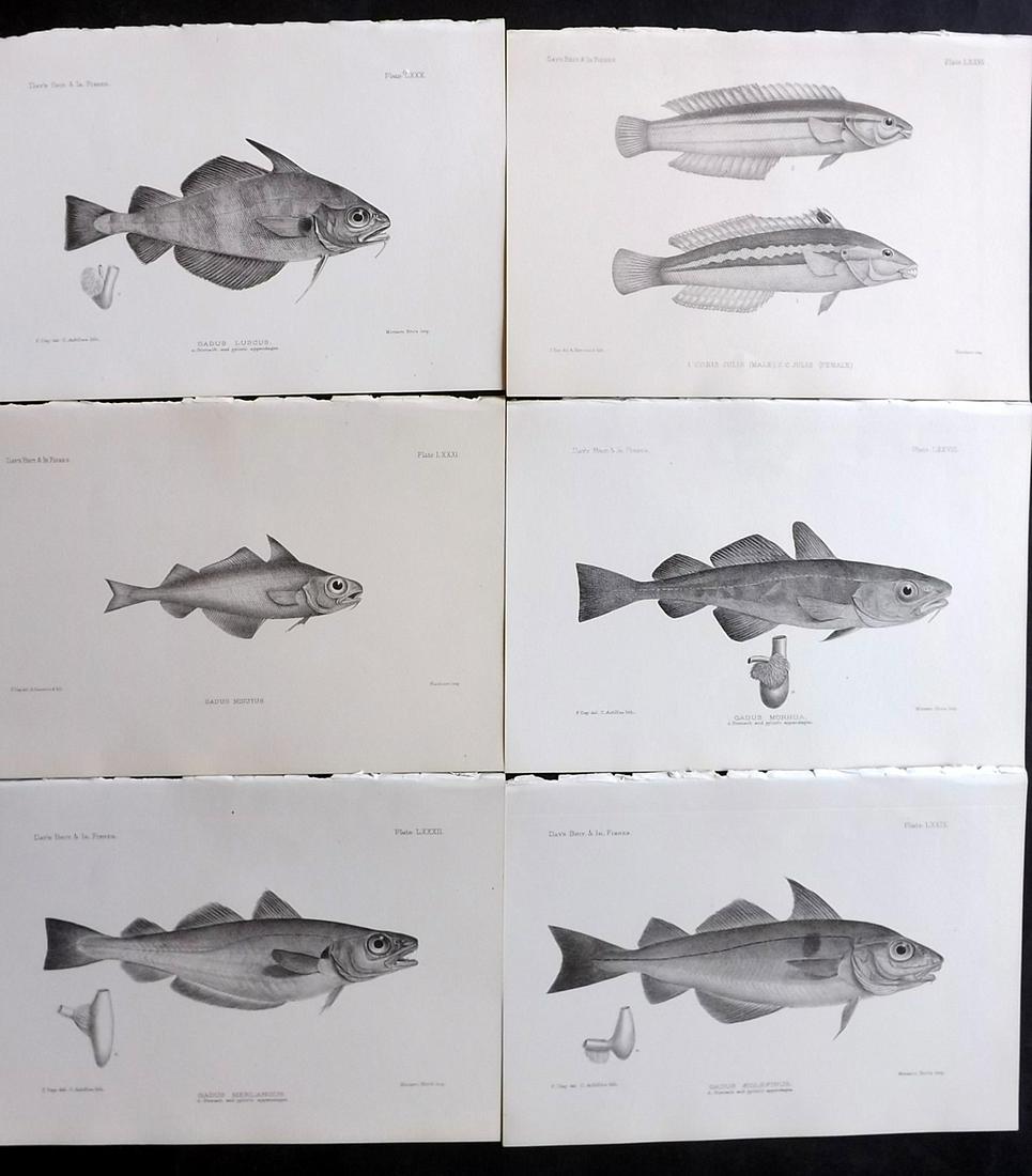 Day, Francis 1884 Lot of 6 Antique Fish Prints: Lithographs Published 1880-84, London for "The Fishes of Great Britain and Ireland" by Francis Day. Paper Size: 10 x 7 inch (26 x 18cm) Good Condition