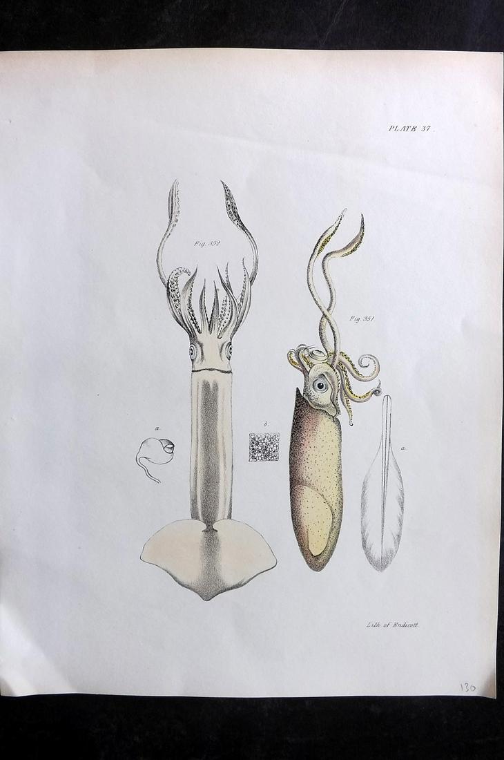 de Kay, James 1843 Antique Hand Col Print. Squid 38 (1 of 2)