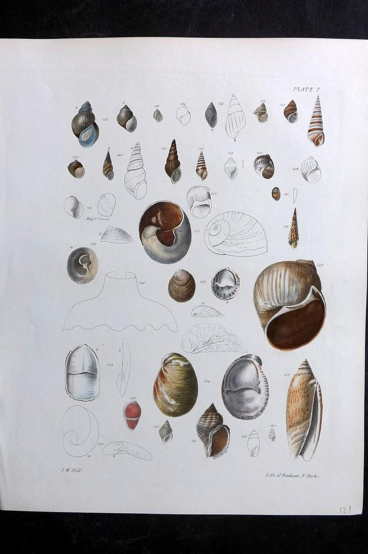 de Kay, James 1843 Antique Hand Col Shell Print 07 (1 of 2)