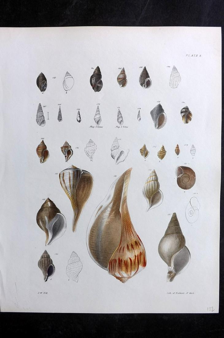 de Kay, James 1843 Antique Hand Col Shell Print 08 (1 of 2)