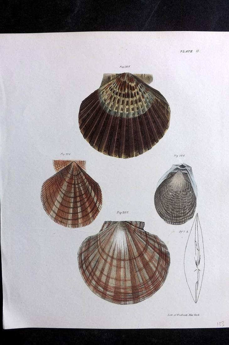 de Kay, James 1843 Antique Hand Col Shell Print 11 (1 of 2)