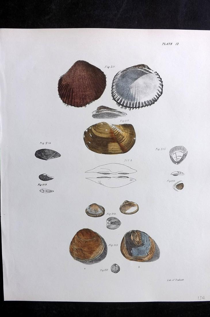 de Kay, James 1843 Antique Hand Col Shell Print 12 (1 of 2)