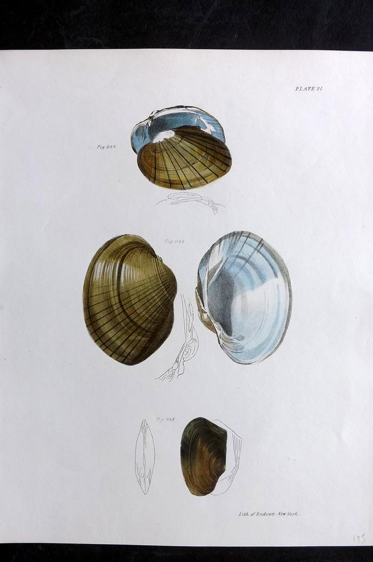 de Kay, James 1843 Antique Hand Col Shell Print 21 (1 of 2)