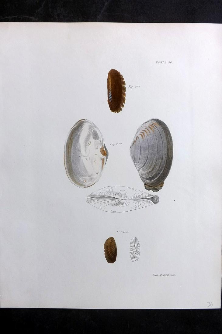 de Kay, James 1843 Antique Hand Col Shell Print 30 (1 of 2)