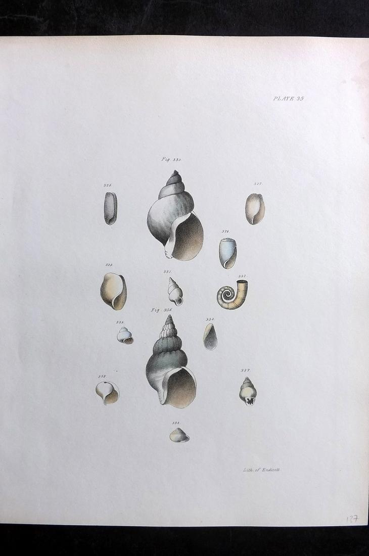 de Kay, James 1843 Antique Hand Col Shell Print 35 (1 of 2)