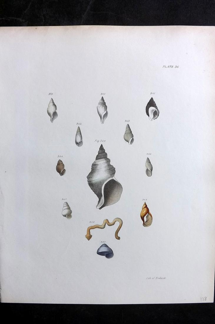 de Kay, James 1843 Antique Hand Col Shell Print 36 (1 of 2)