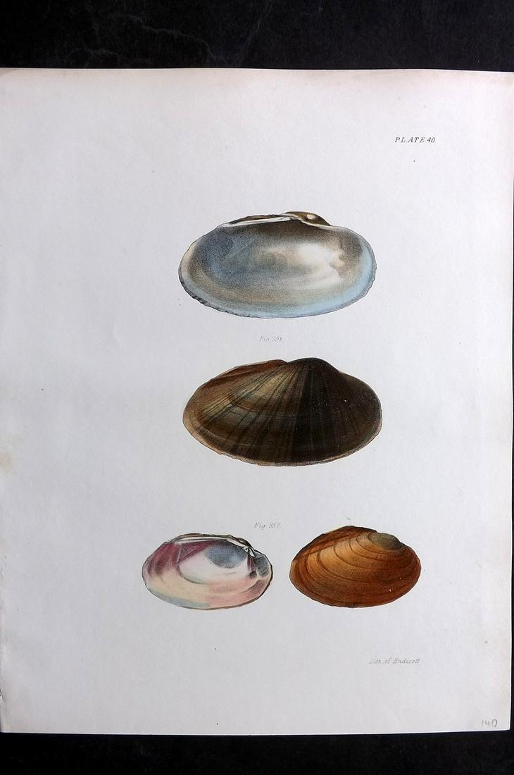 de Kay, James 1843 Antique Hand Col Shell Print 40 (1 of 2)