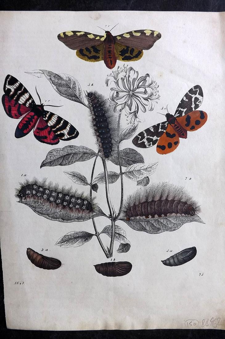 Hoffmann, Carl 1847 Hand Col Print. Moths: Hand Colored Lithograph Published 1842-80, Stuttgart for "Das Buch der Welt" by Carl Hoffmann. Paper Size: 9.5 x 7 inch (25 x 18cm) Approx. Good Condition overall
