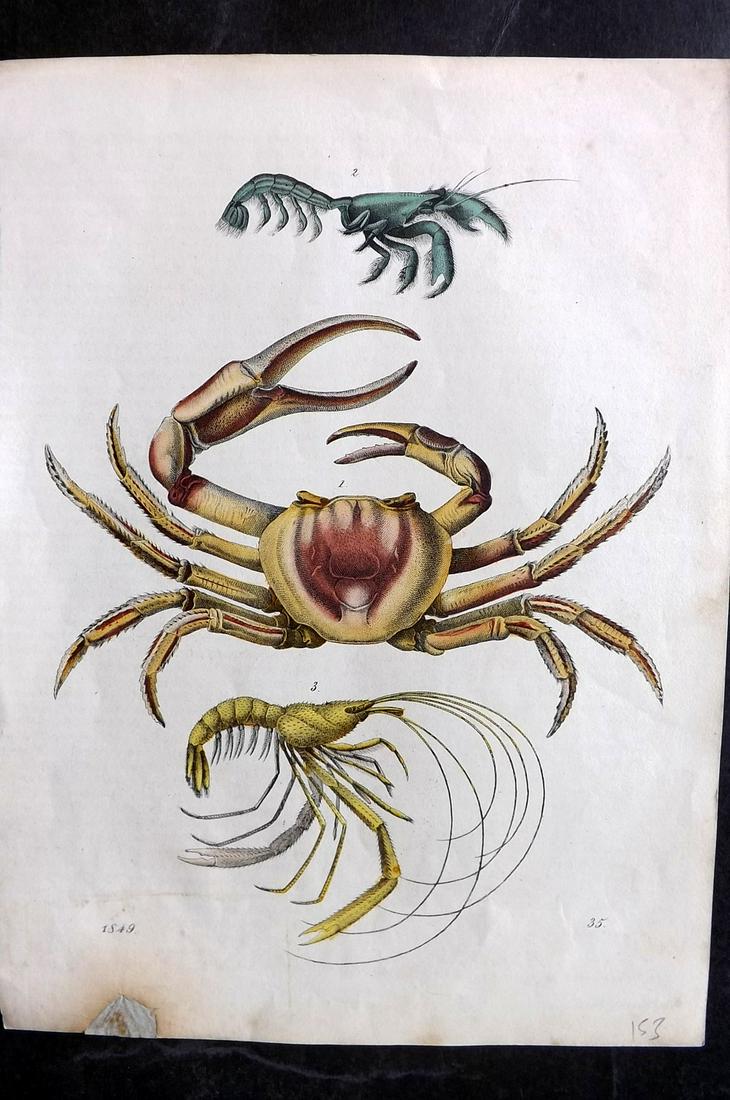 Hoffmann, Carl 1849 Hand Col Print. Crabs (1 of 1)