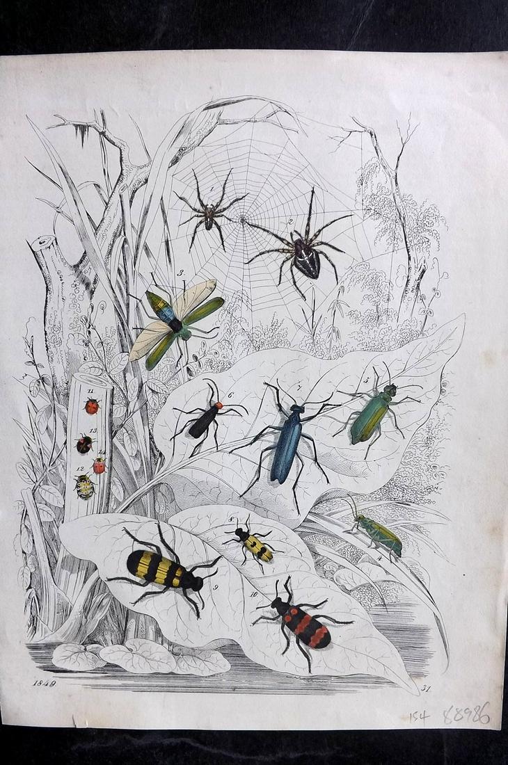 Hoffmann, Carl 1849 Hand Col Print. Spiders & Insects (1 of 1)