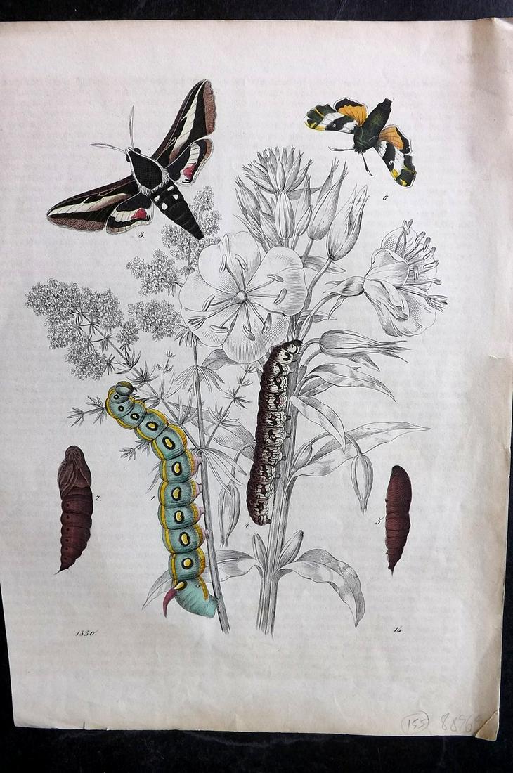 Hoffmann, Carl 1850 Hand Col Print. Moths & Insects (1 of 1)