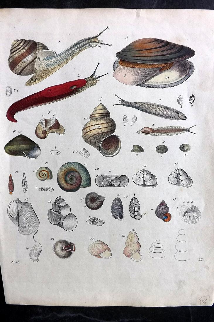 Hoffmann, Carl 1850 Hand Col Print. Shells (1 of 1)