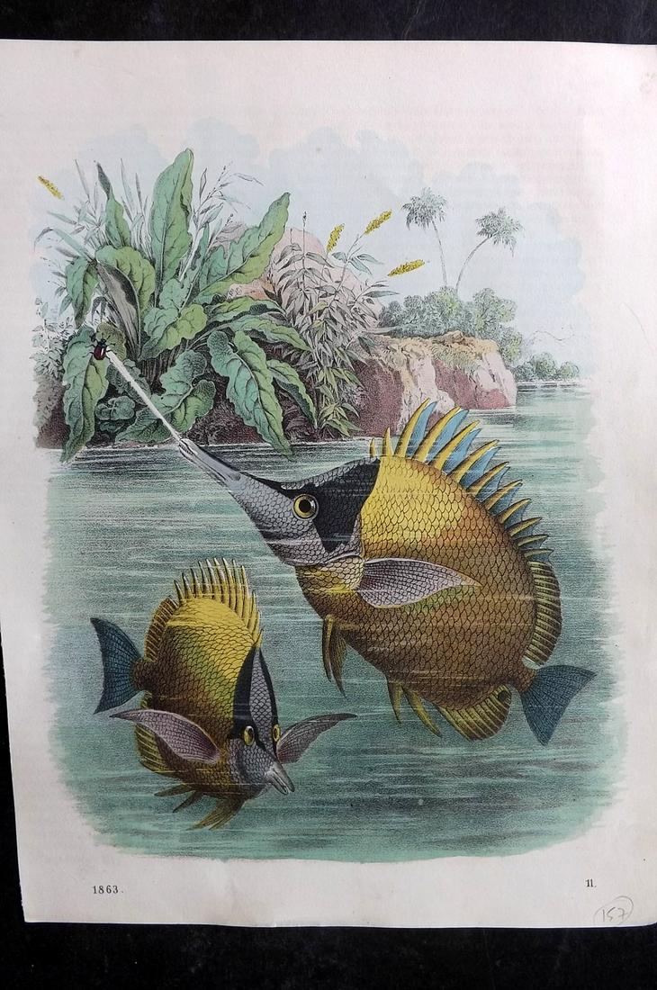Hoffmann, Carl 1863 Hand Col Print. Fish 11 (1 of 1)