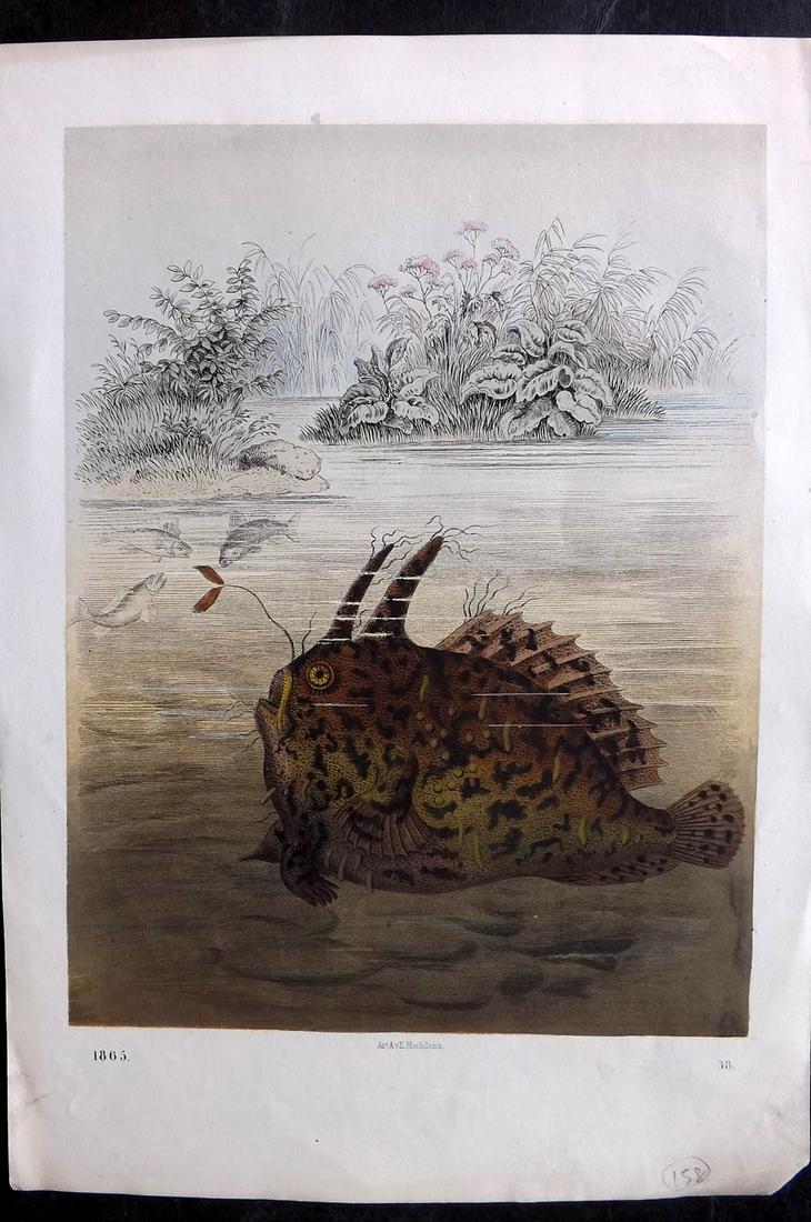 Hoffmann, Carl 1865 Hand Col Print. Fish (1 of 1)