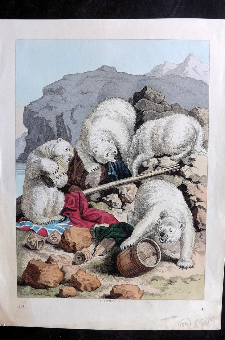 Hoffmann, Carl 1865 Hand Col Print. Polar Bears (1 of 1)