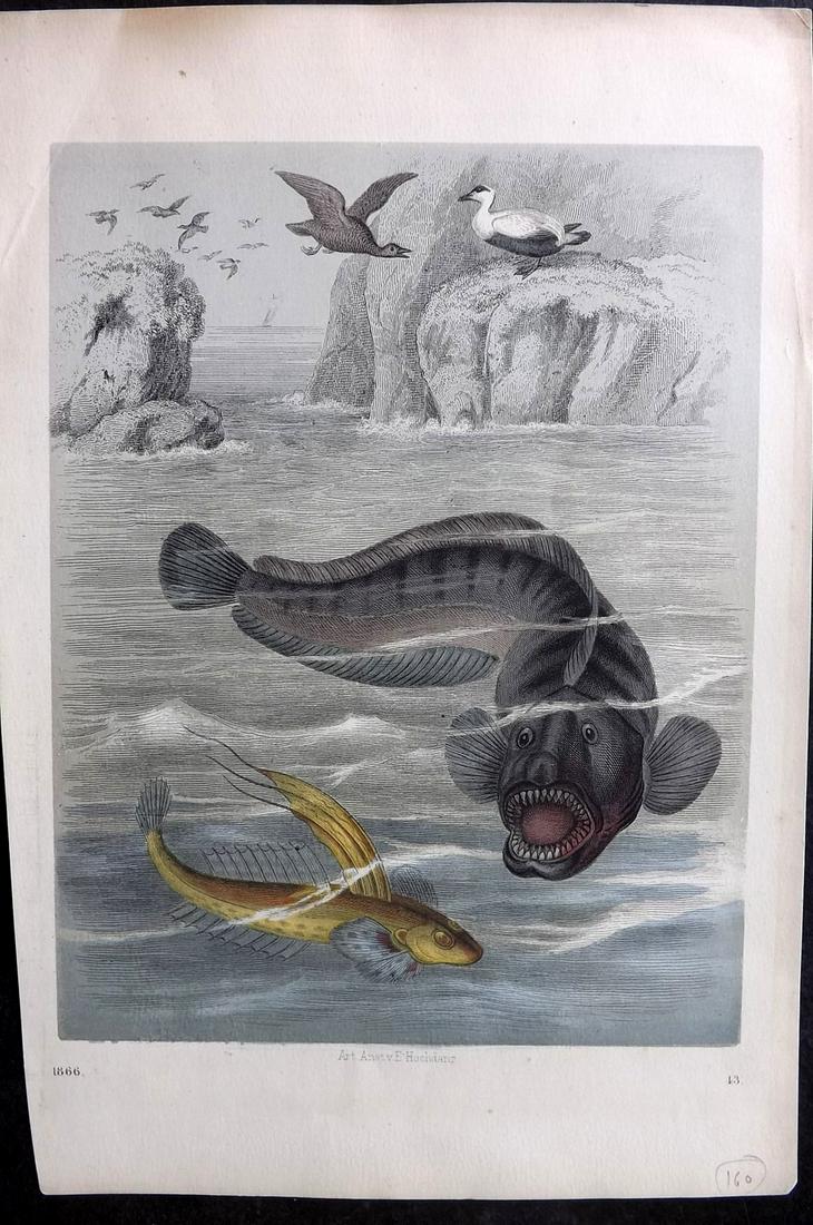 Hoffmann, Carl 1866 Hand Col Print. Fish (1 of 1)