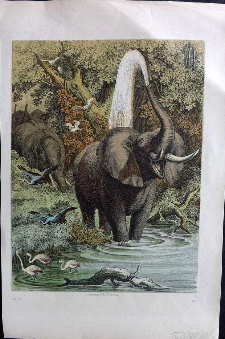 Hoffmann, Carl 1867 Hand Col Print. Elephants (1 of 1)