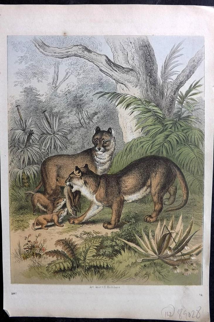 Hoffmann, Carl 1867 Hand Col Print. Lioness & Cubs: Hand Colored Lithograph Published 1842-80, Stuttgart for "Das Buch der Welt" by Carl Hoffmann. Paper Size: 9.5 x 7 inch (25 x 18cm) Approx. Good Condition overall