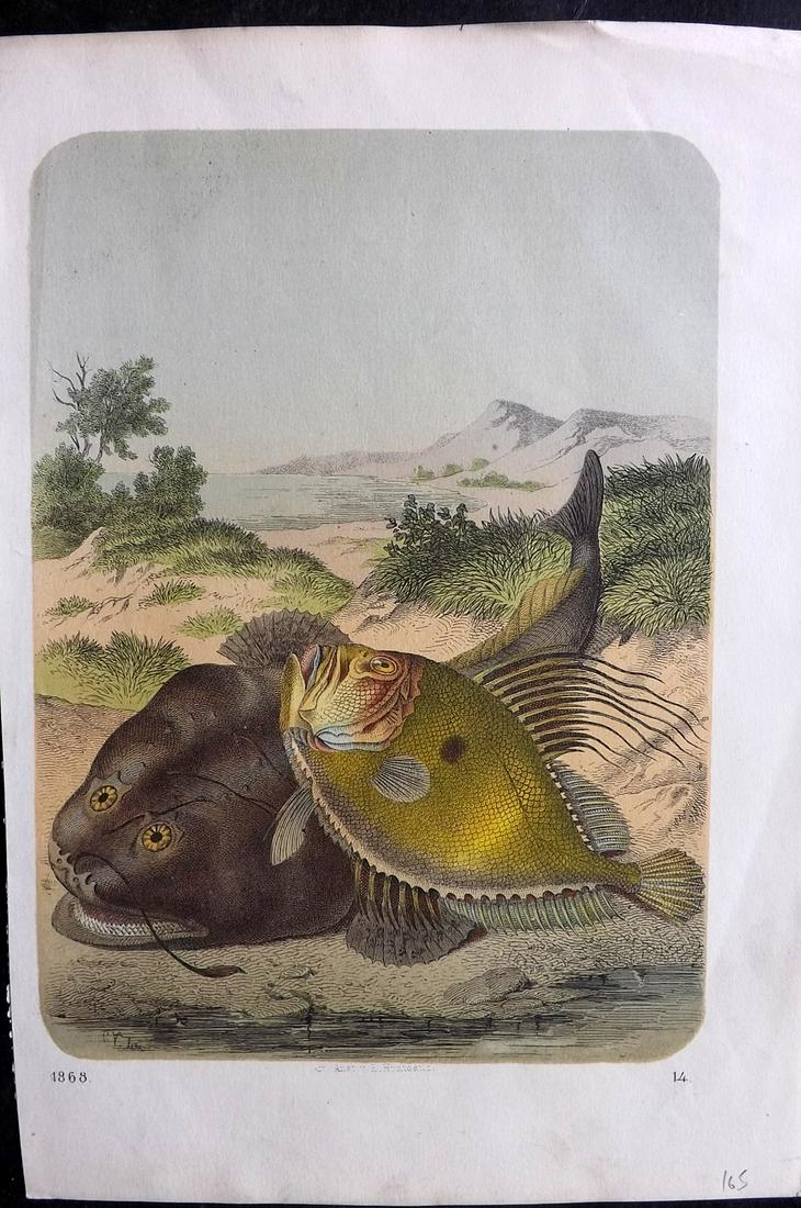 Hoffmann, Carl 1868 Hand Col Print. Monkfish, Fish (1 of 1)