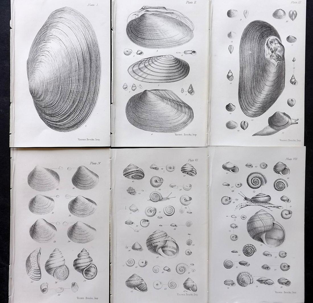 Tate, Ralph 1866 Lot of 6 Antique Shell Prints: Lithographs Published 1866, London for "A Plain and Easy Account of The Land and Fresh Water Mollusks of Great Britain" by Ralph Tate. Paper Size: 6 x 4 inch (16 x 10cm) Good Condition