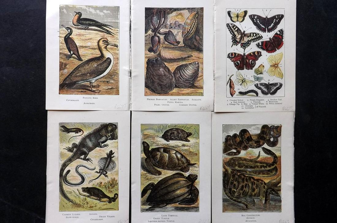 Warne, Frederick (Pub) C1870 Lot of 6 Antique Natural History & Bird Prints (1 of 2)