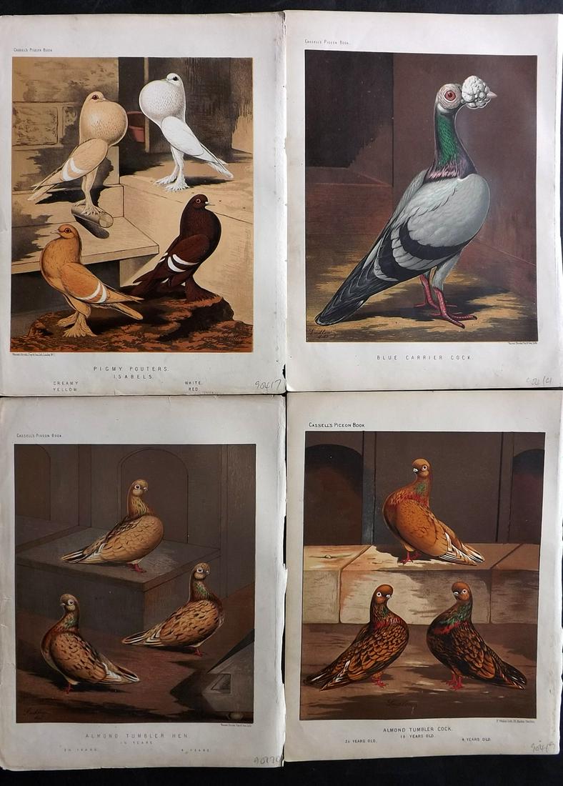 Fulton, Robert 1878 Lot of 4 Antique Bird Prints. Pigeons: Chromolithographs Published 1876-78 by Cassell & Company, London for "The Illustrated Book of Pigeons" by Robert Fulton. Illustrated by J. W. Ludlow. Paper Size: 10.5 x 8 inch (27 x 21cm) Good Conditi
