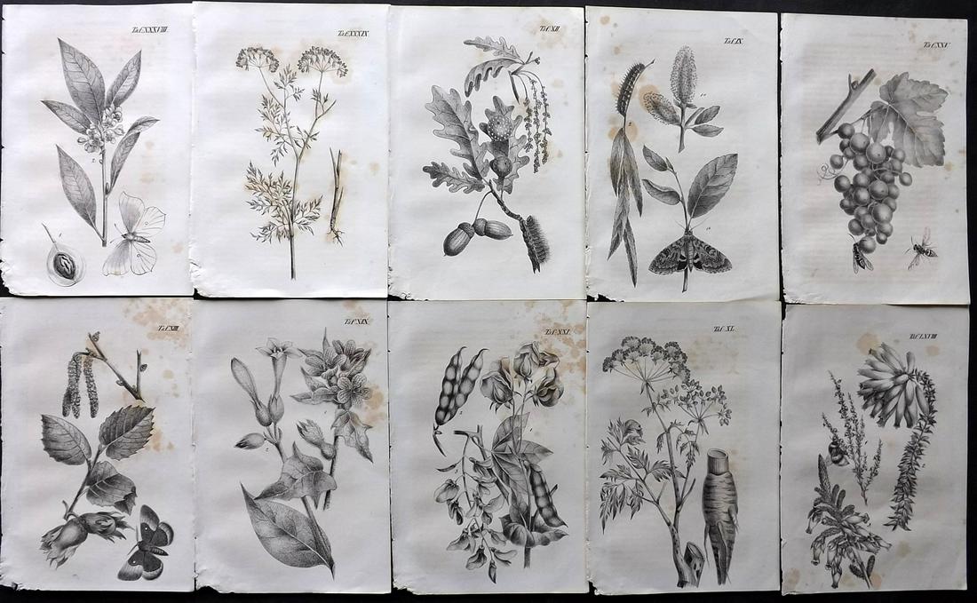 Anon 1847 Lot of 10 Antique Botanical Prints (1 of 2)