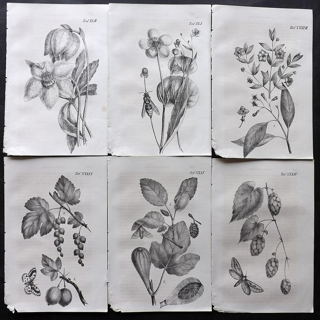 Anon 1847 Lot of 6 Antique Botanical Prints (1 of 2)