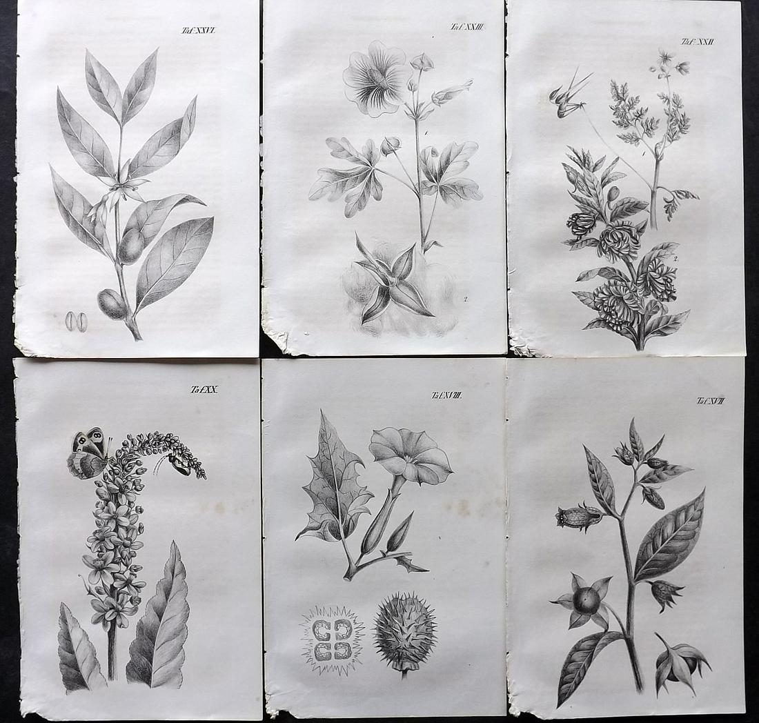 Anon 1847 Lot of 6 Antique Botanical Prints (1 of 2)