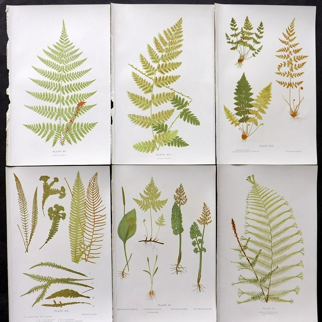 Druery, Charles C1910 Lot Of 6 Antique Fern Prints: Offset Lithographs Published C1910, London for "British Ferns and Their Varieties" by Charles Druery. Paper Size: 8.5 x 5 inch (22 x 13cm) Good Condition