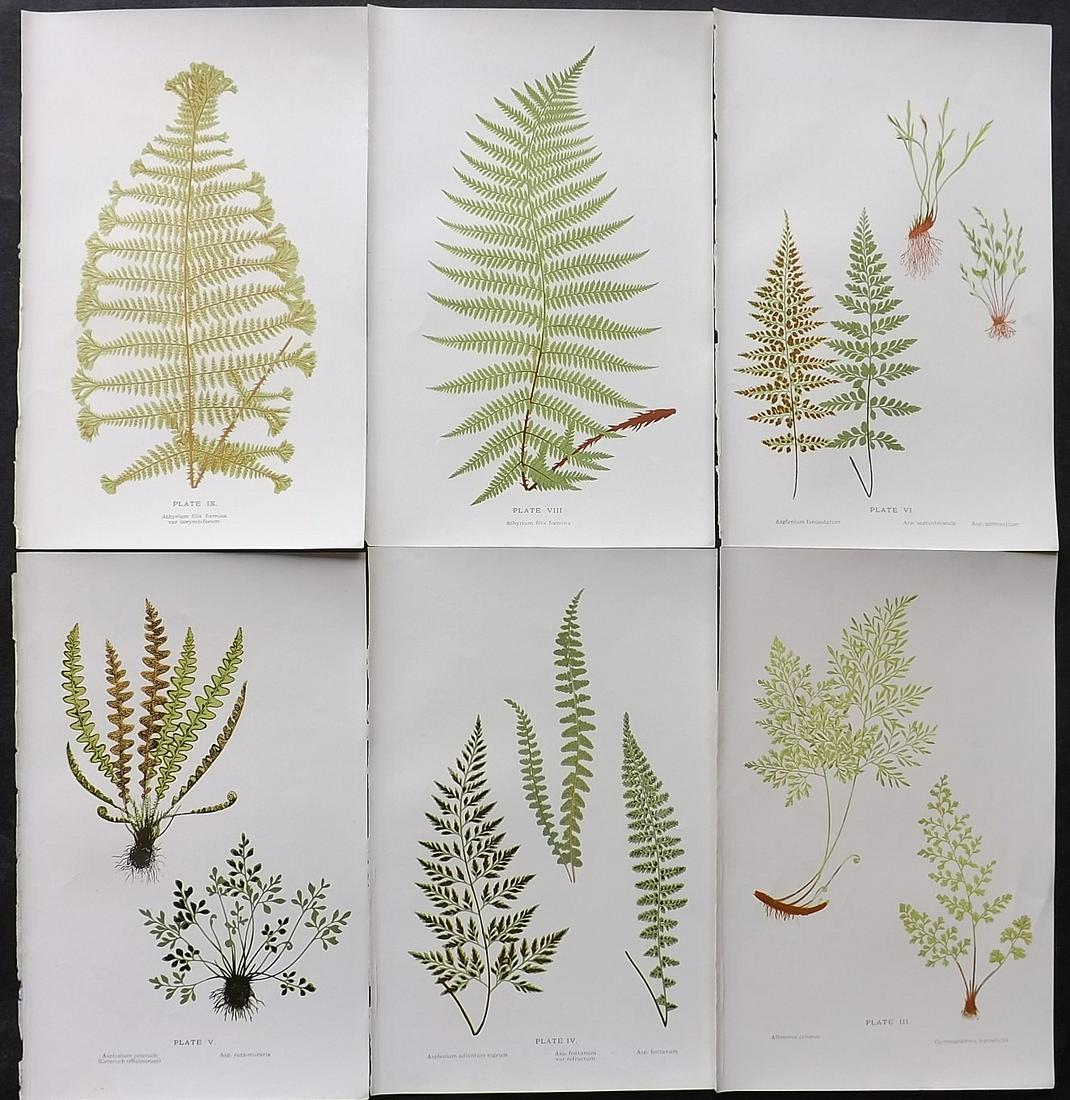 Druery, Charles C1910 Lot Of 6 Antique Fern Prints: Offset Lithographs Published C1910, London for "British Ferns and Their Varieties" by Charles Druery. Paper Size: 8.5 x 5 inch (22 x 13cm) Good Condition