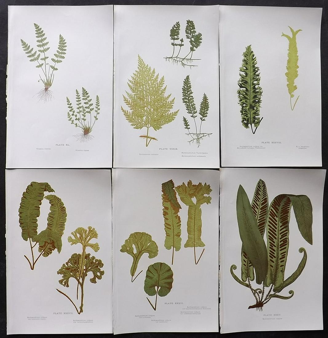 Druery, Charles C1910 Lot Of 6 Antique Fern Prints: Offset Lithographs Published C1910, London for "British Ferns and Their Varieties" by Charles Druery. Paper Size: 8.5 x 5 inch (22 x 13cm) Good Condition