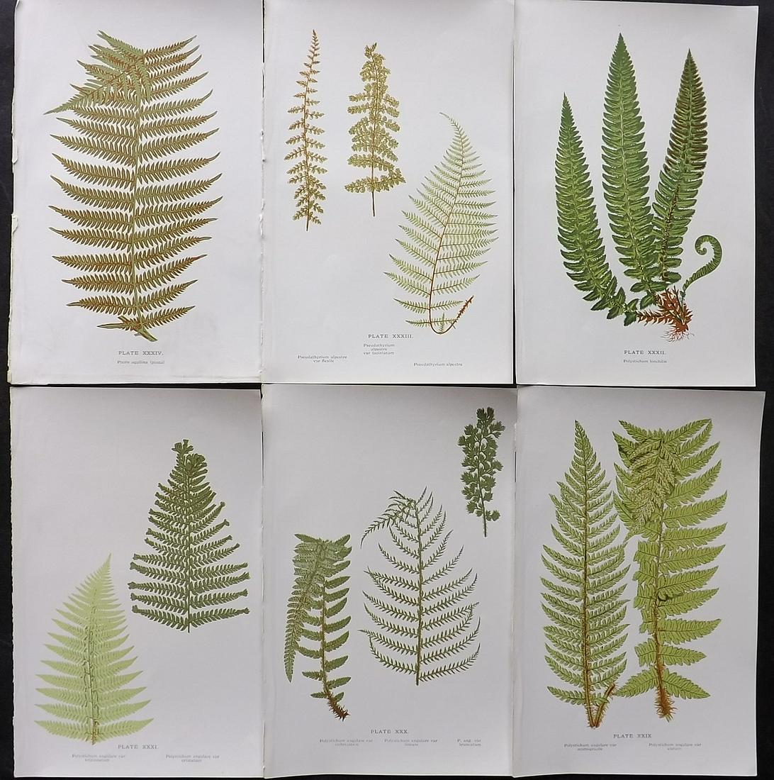 Druery, Charles C1910 Lot Of 6 Antique Fern Prints: Offset Lithographs Published C1910, London for "British Ferns and Their Varieties" by Charles Druery. Paper Size: 8.5 x 5 inch (22 x 13cm) Good Condition