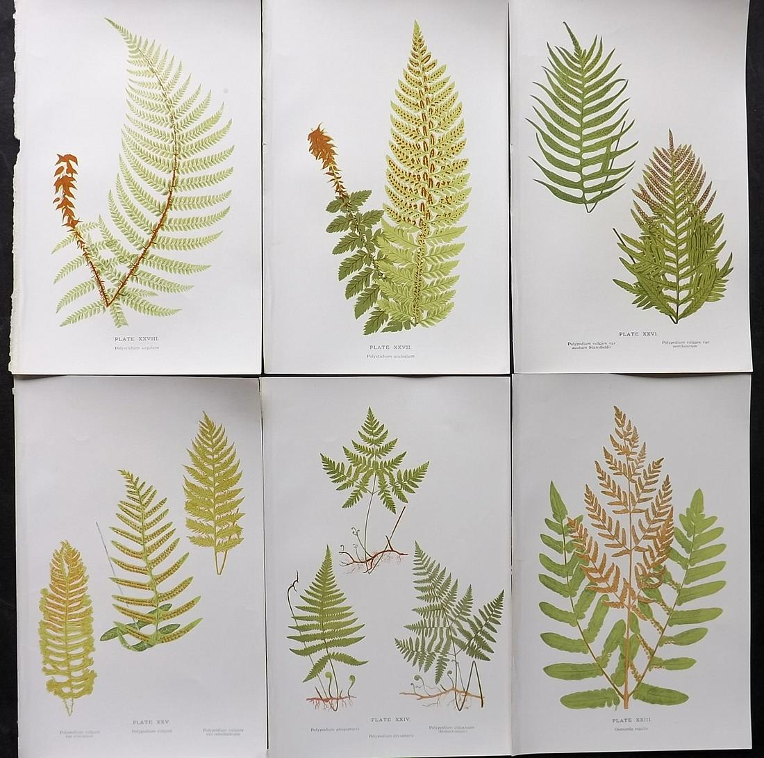 Druery, Charles C1910 Lot Of 6 Antique Fern Prints: Offset Lithographs Published C1910, London for "British Ferns and Their Varieties" by Charles Druery. Paper Size: 8.5 x 5 inch (22 x 13cm) Good Condition