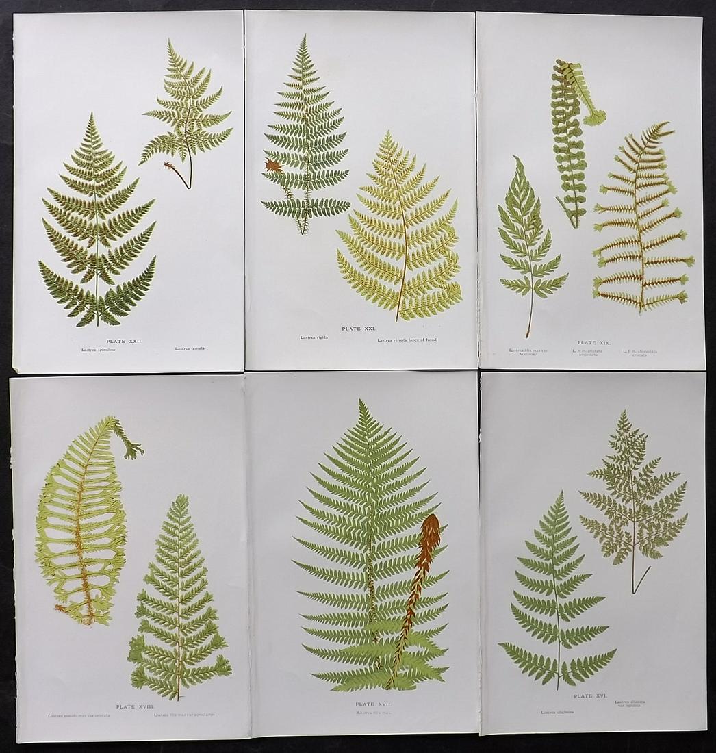 Druery, Charles C1910 Lot Of 6 Antique Fern Prints: Offset Lithographs Published C1910, London for "British Ferns and Their Varieties" by Charles Druery. Paper Size: 8.5 x 5 inch (22 x 13cm) Good Condition
