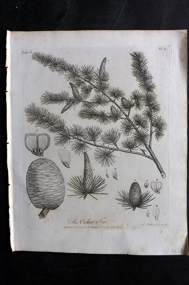 Evelyn, John 1812 Botanical Print. Cedar Tree: Copper Plate Published 1812, London & York for "Silva: Or, A Discourse of Forest-Trees..." by John Evelyn. Drawn & Engraved by John Miller. Paper Size: 11.5 x 9 inch (29 x 23cm) Very minor toning. Goo