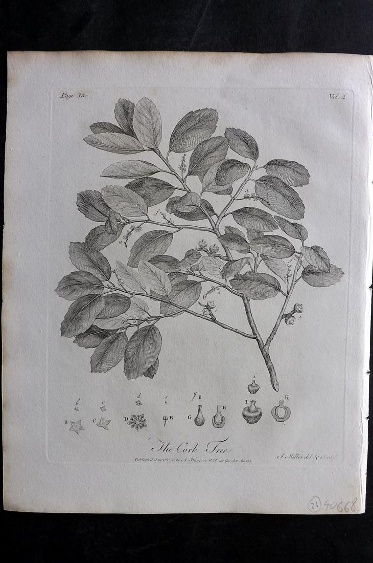 Evelyn, John 1812 Botanical Print. Cork Tree: Copper Plate Published 1812, London & York for "Silva: Or, A Discourse of Forest-Trees..." by John Evelyn. Drawn & Engraved by John Miller. Paper Size: 11.5 x 9 inch (29 x 23cm) Good Condition