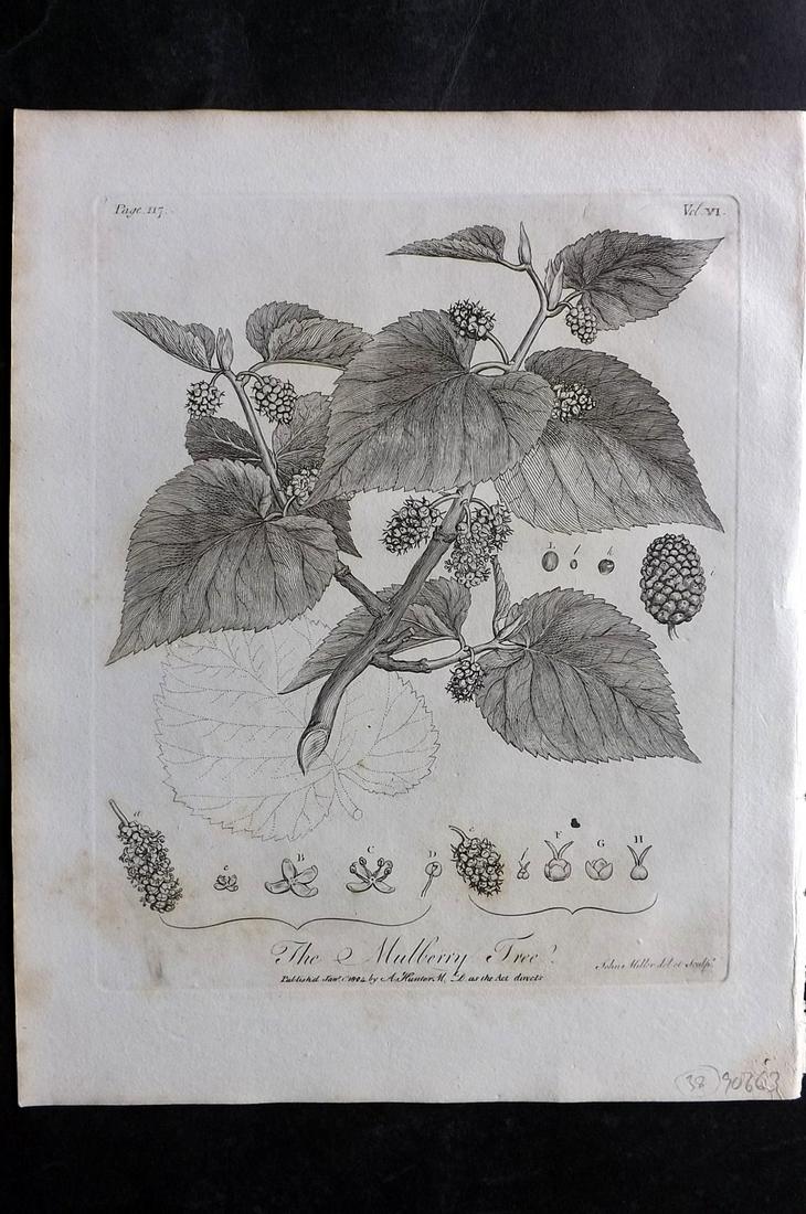 Evelyn, John 1812 Botanical Print. Mulberry Tree: Copper Plate Published 1812, London & York for "Silva: Or, A Discourse of Forest-Trees..." by John Evelyn. Drawn & Engraved by John Miller. Paper Size: 11.5 x 9 inch (29 x 23cm) Very minor toning. Goo