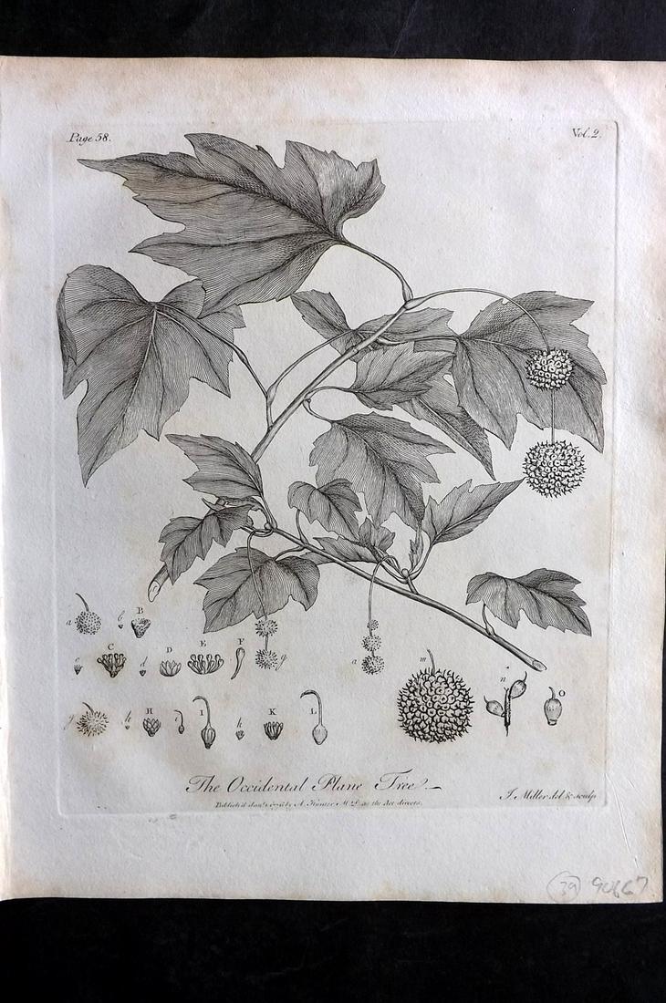 Evelyn, John 1812 Botanical Print. Occidental Plane Tree: Copper Plate Published 1812, London & York for "Silva: Or, A Discourse of Forest-Trees..." by John Evelyn. Drawn & Engraved by John Miller. Paper Size: 11.5 x 9 inch (29 x 23cm) Very minor toning. Goo