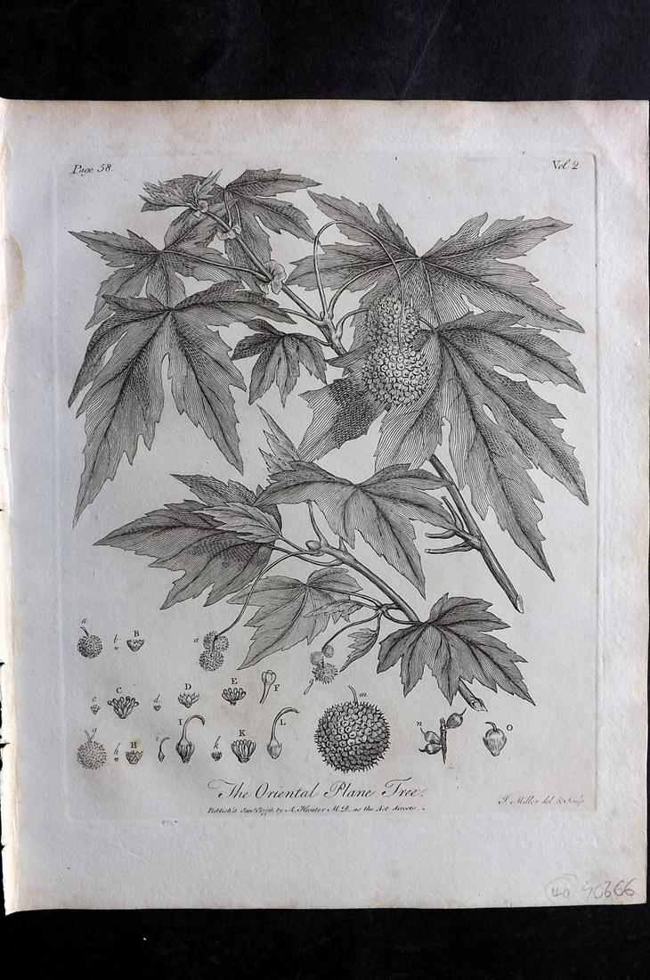 Evelyn, John 1812 Botanical Print. Oriental Plane Tree (1 of 2)