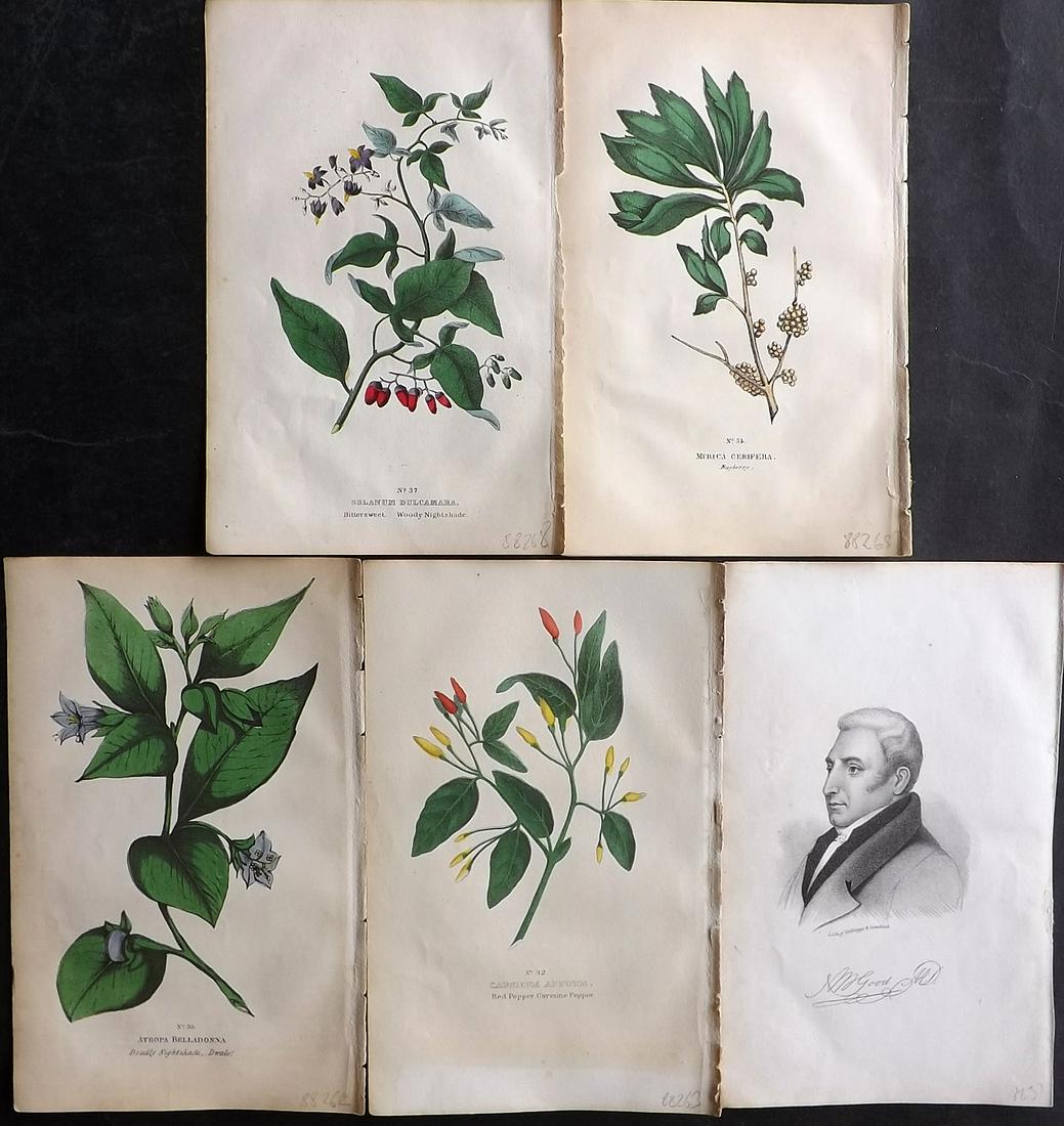 Good, Peter 1847 Lot of 4 Hand Col Botanical Prints + Author Portrait (1 of 2)